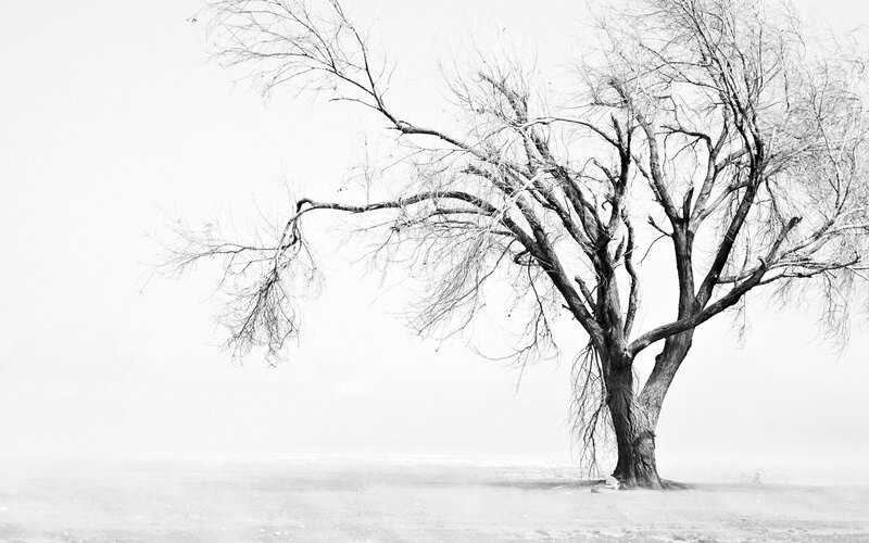 solitary tree in fog