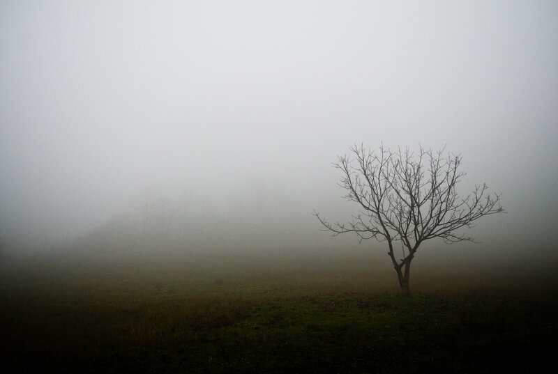 Solitary tree in fog