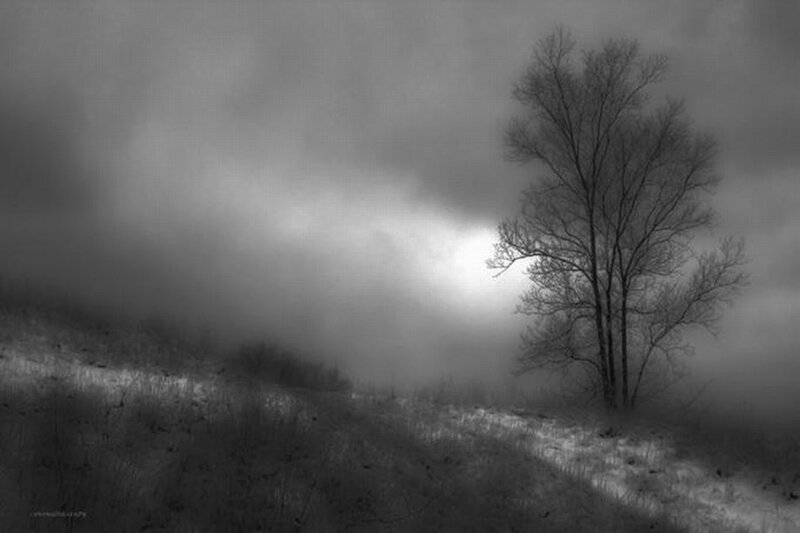solitary tree in fog