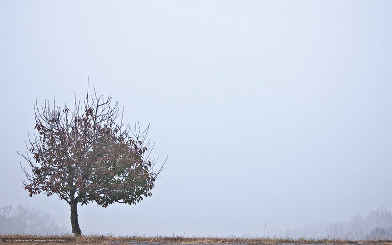 solitary tree in fog