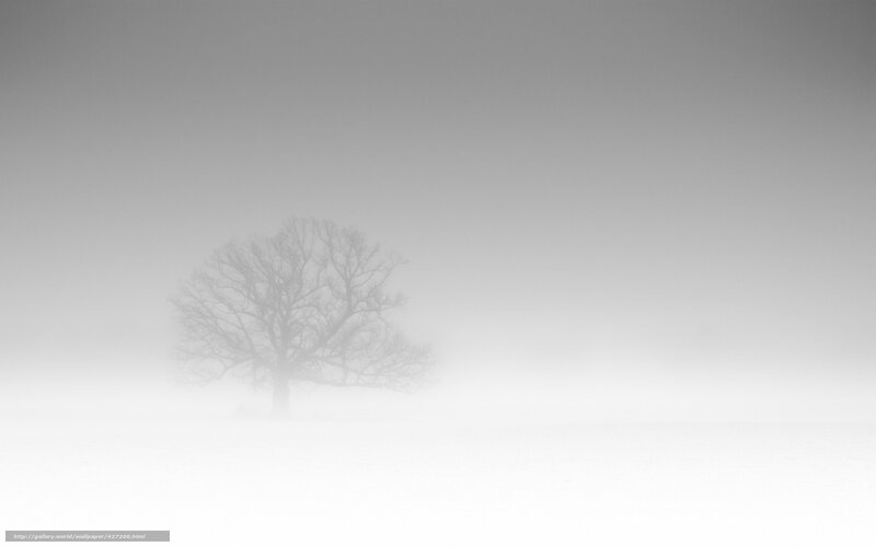 solitary tree in fog