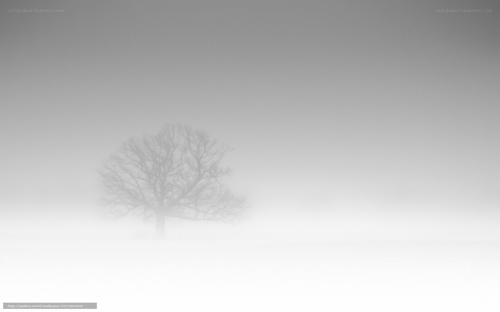 solitary tree in fog