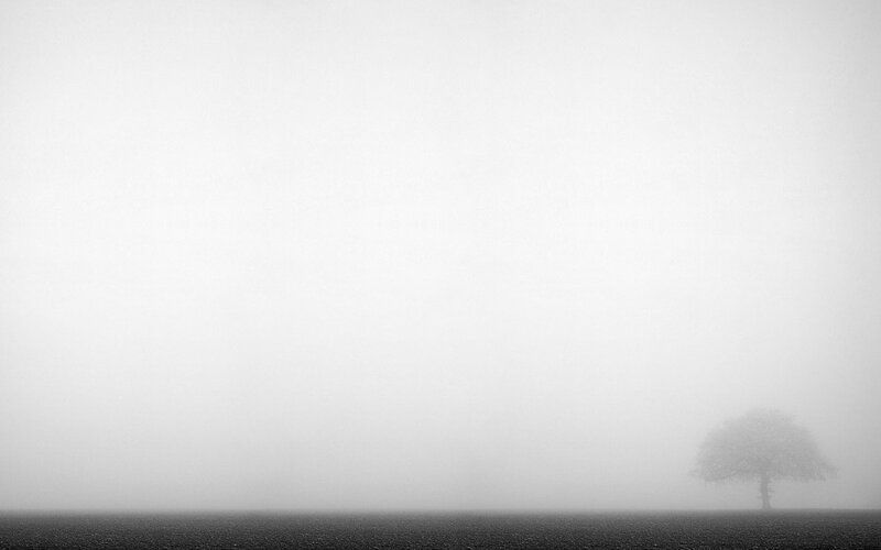 solitary tree in fog