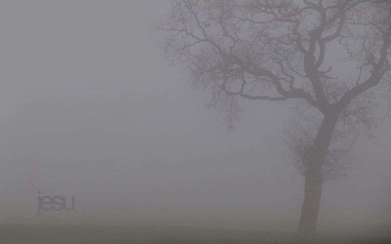 solitary tree in fog