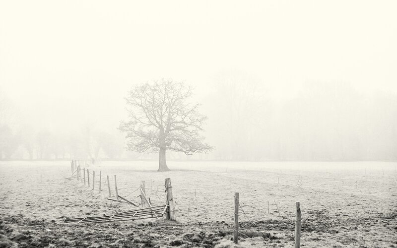 Solitary Tree in Fog — Black, Misty