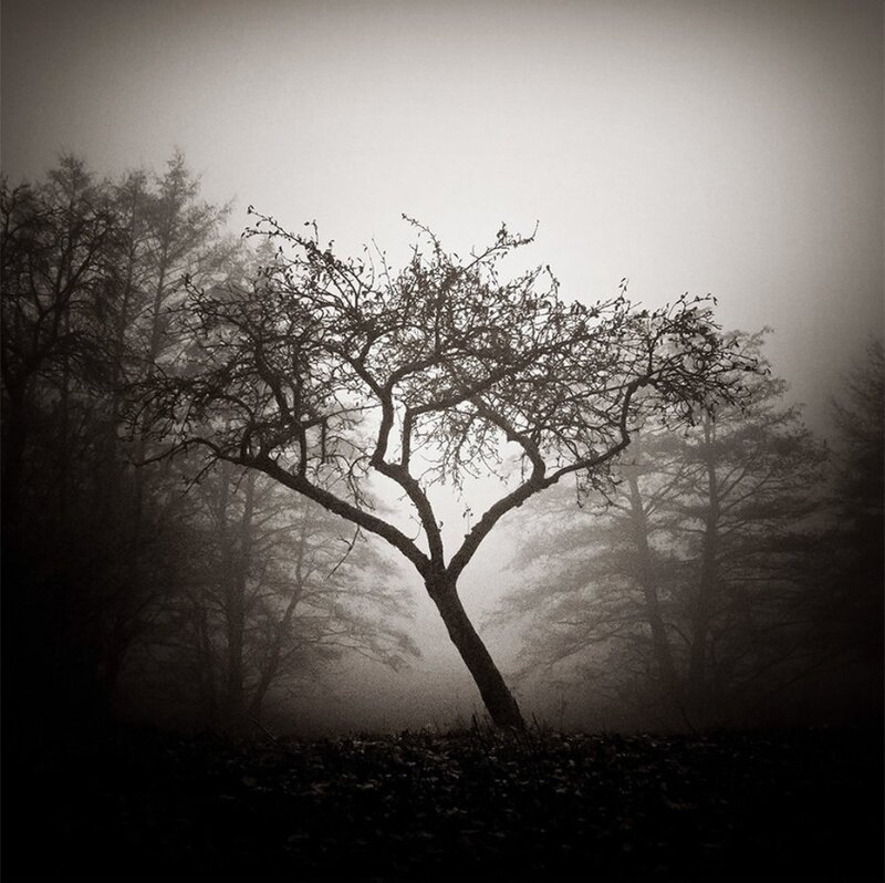 Solitary Tree in Fog — Black, Somber
