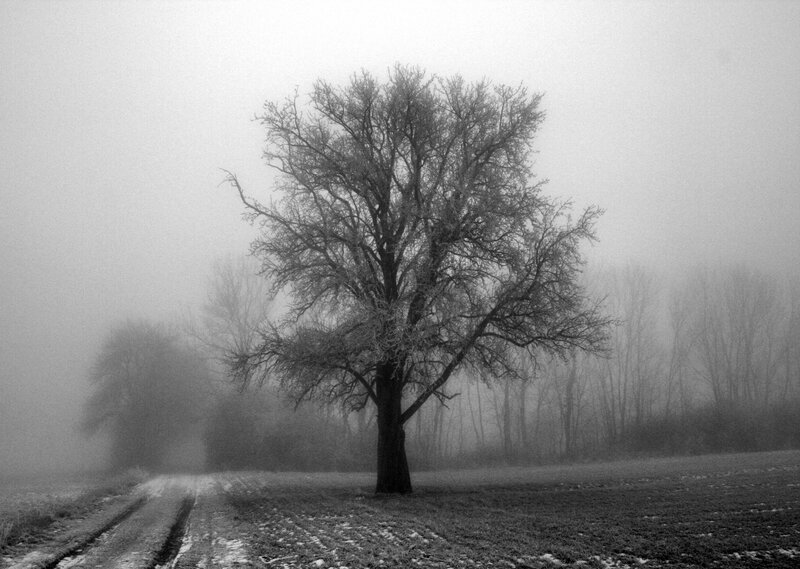 Solitary Tree in Fog — Black