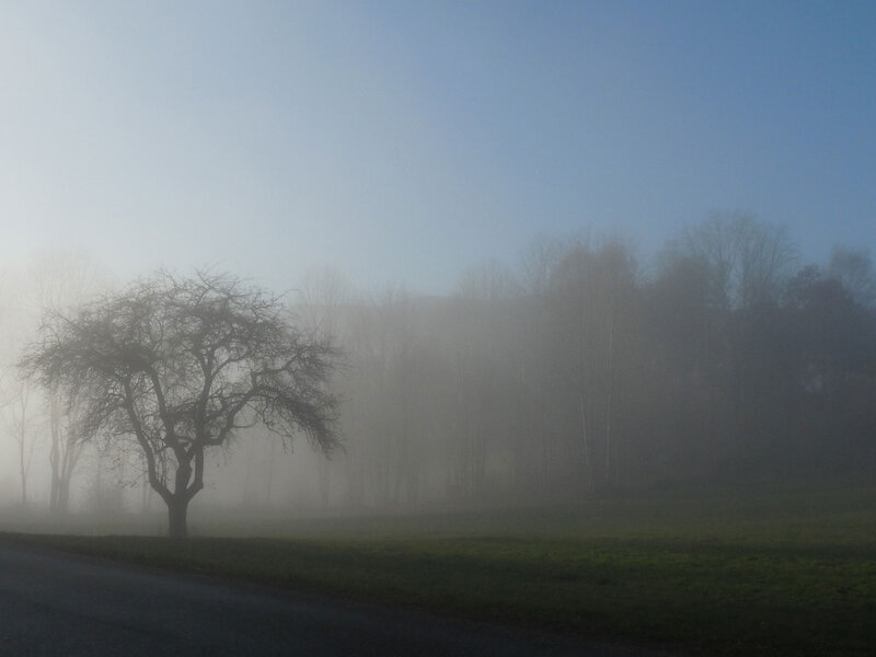 Solitary Tree in Fog — Blue, Misty, Morning, Photograph