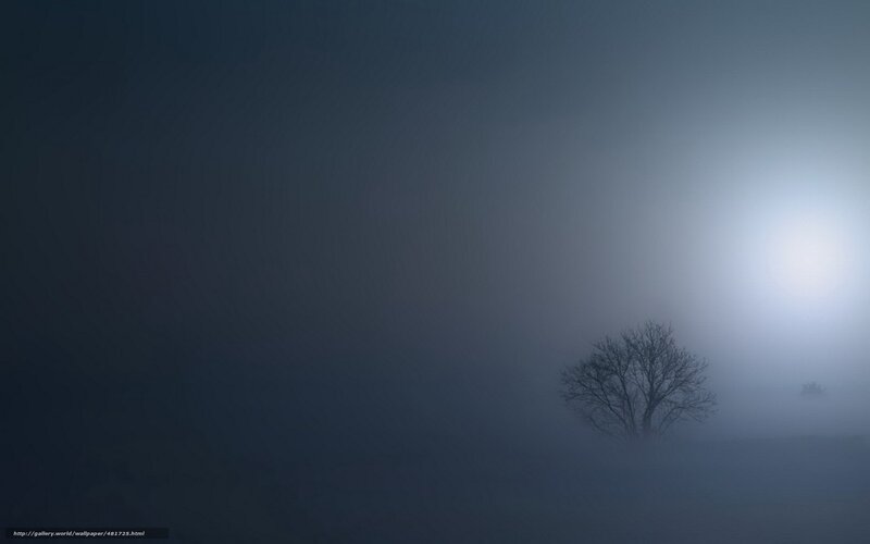 Solitary Tree in Fog — Blue, Misty, Night, Photograph