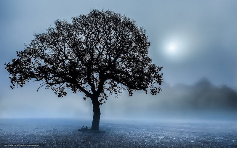 Solitary Tree in Fog — Blue, Misty, Night