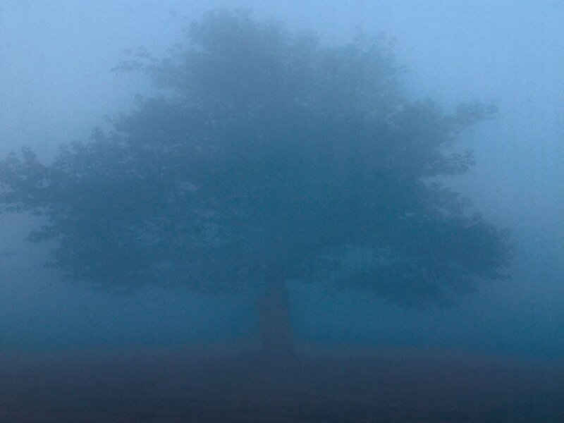 Solitary Tree in Fog — Blue, Misty