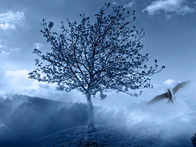 Solitary Tree in Fog — Blue, Mystical