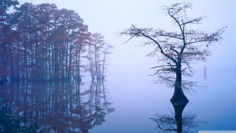 Solitary Tree in Fog — Blue, Serene, Morning, Photograph