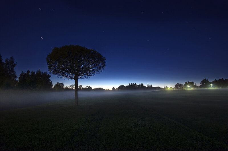 Solitary Tree in Fog — Blue, Serene, Night