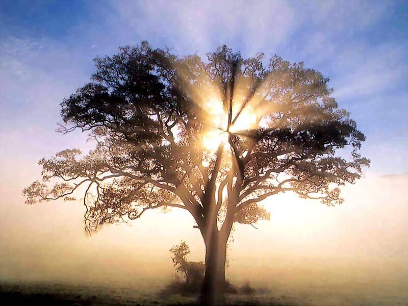 Solitary Tree in Fog — Blue, Serene, Sunrise, Photograph, Sunlight