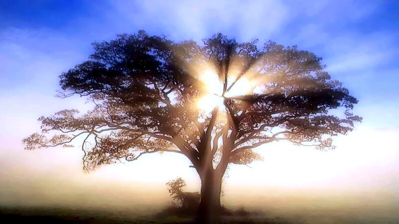 Solitary Tree in Fog — Blue, Serene, Sunrise, Photograph