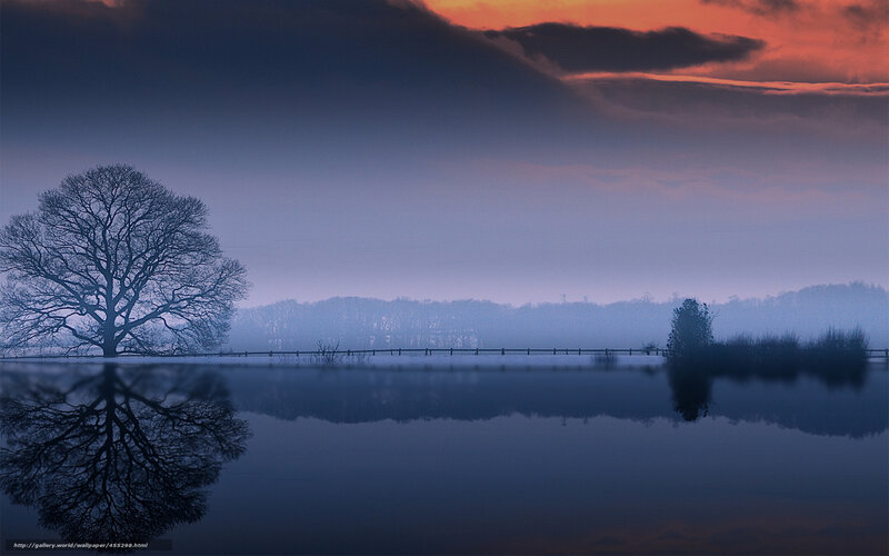 Solitary Tree in Fog — Blue, Serene, Sunset