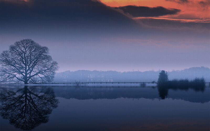 Solitary Tree in Fog — Blue, Serene