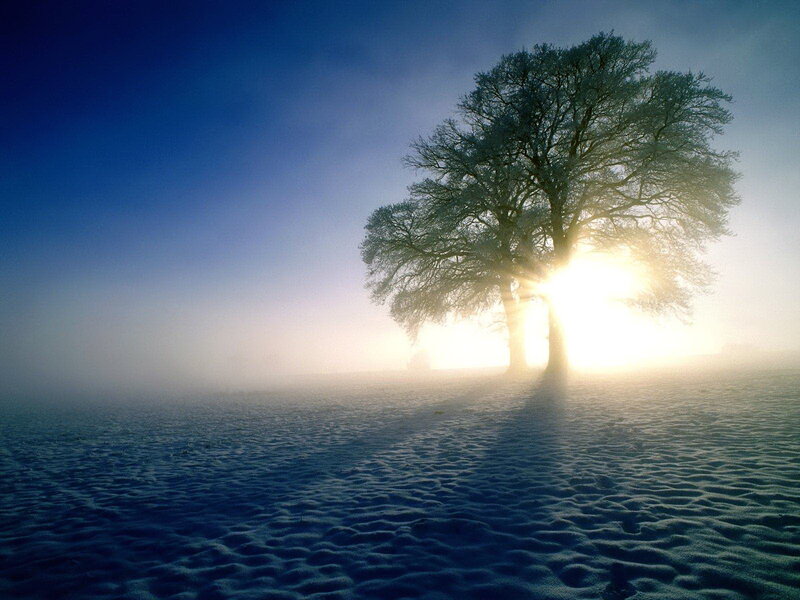 Solitary Tree in Fog — Blue, Serene, Winter, Photograph