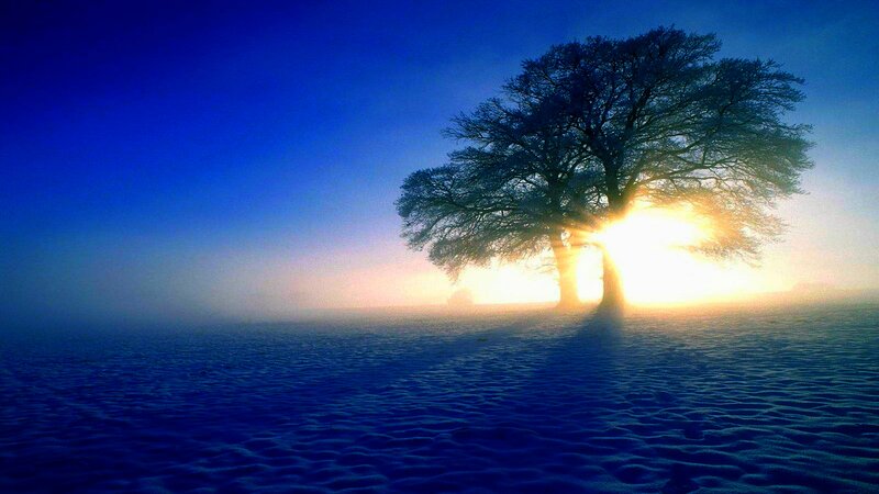 Solitary Tree in Fog — Blue, Serene, Winter