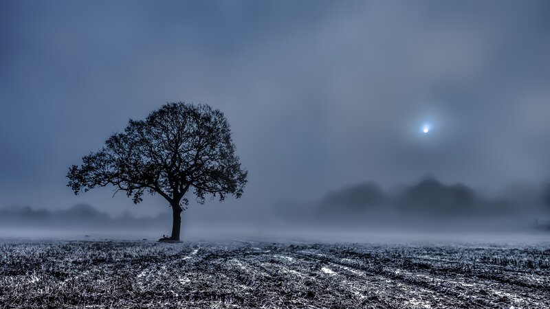 Solitary Tree in Fog — Blue, Somber, Night