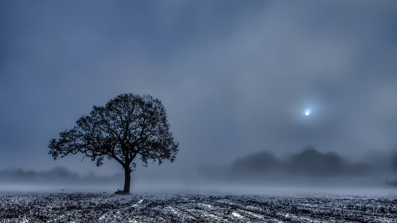 Solitary Tree in Fog — Blue, Somber
