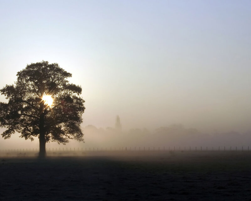 Solitary Tree in Fog — Blue