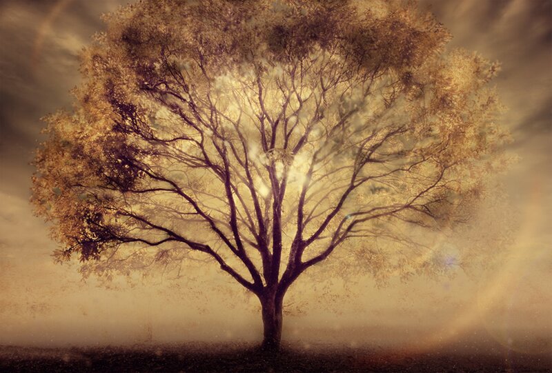 Solitary Tree in Fog — Brown, Dramatic