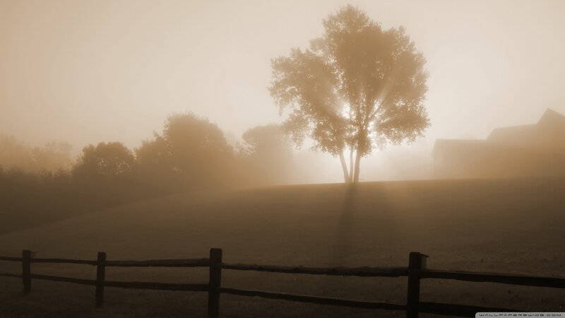 Solitary Tree in Fog — Brown, Misty