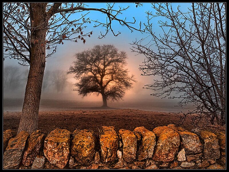 Solitary Tree in Fog — Brown, Serene