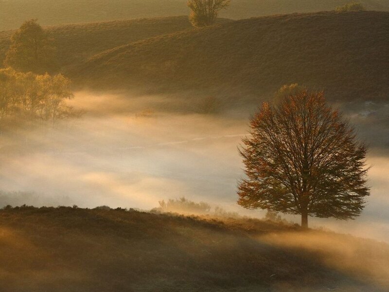Solitary Tree in Fog — Brown