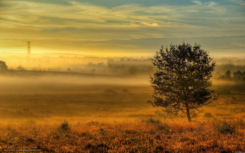 Solitary Tree in Fog — Gold, Serene