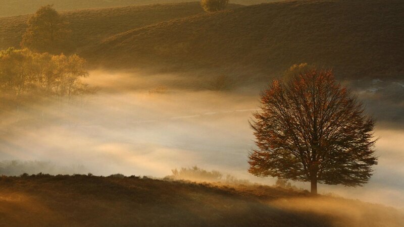 Solitary Tree in Fog — Gold
