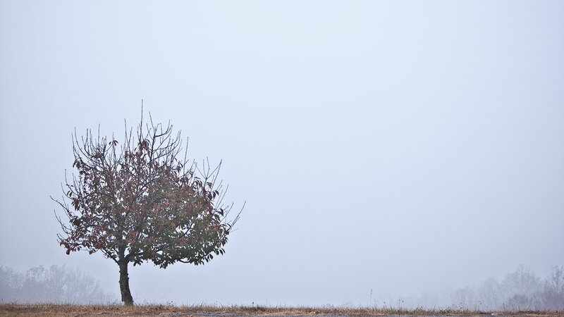Solitary Tree in Fog — Gray, Misty, Autumn, Photograph