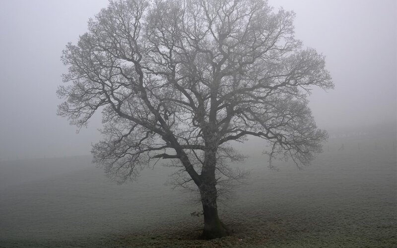 Solitary Tree in Fog — Gray, Misty