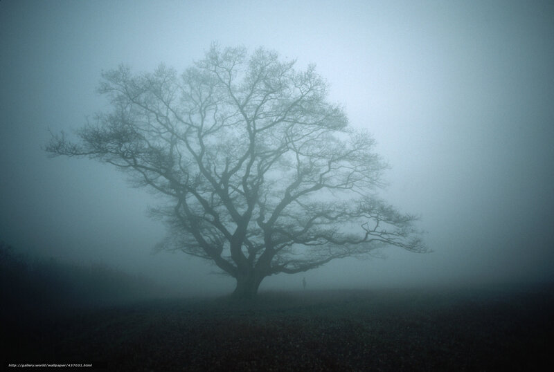 Solitary Tree in Fog — Gray, Mysterious