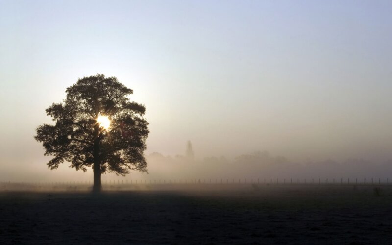 Solitary Tree in Fog — Gray, Serene