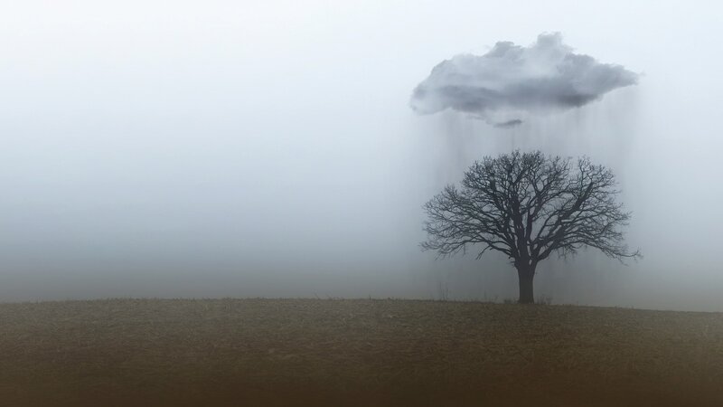 Solitary Tree in Fog — Gray, Somber, Morning, Photograph, Cloud