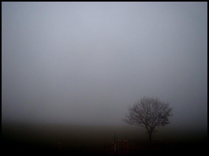 Solitary Tree in Fog — Gray, Somber