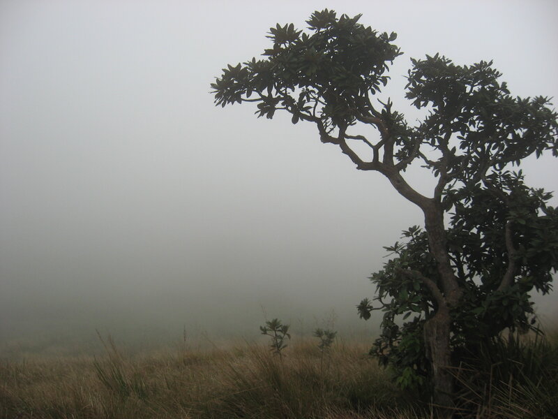 Solitary Tree in Fog — Gray