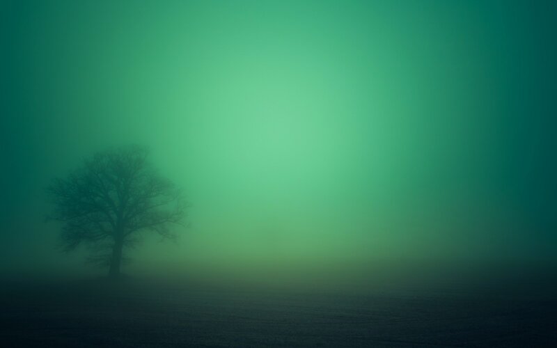 Solitary Tree in Fog — Green, Misty, Photograph