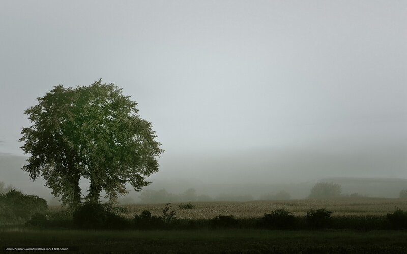 Solitary Tree in Fog — Green, Misty