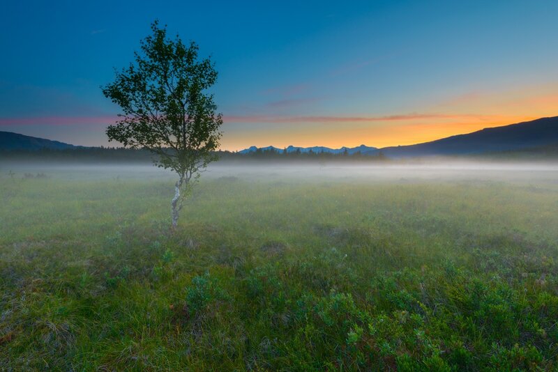Solitary Tree in Fog — Green, Serene, Sunrise