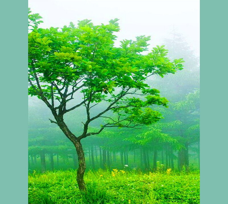 Solitary Tree in Fog — Green, Serene