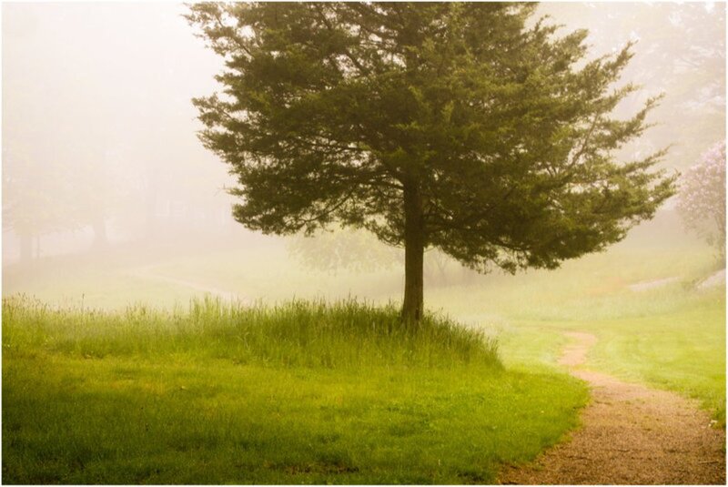 Solitary Tree in Fog — Green