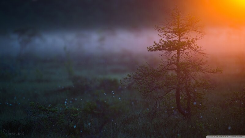 Solitary Tree in Fog — Orange, Serene, Sunset