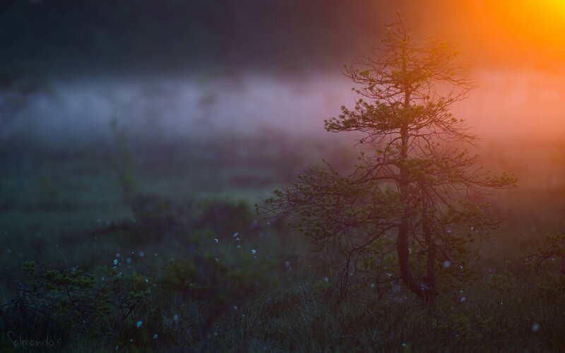 Solitary Tree in Fog — Orange, Serene
