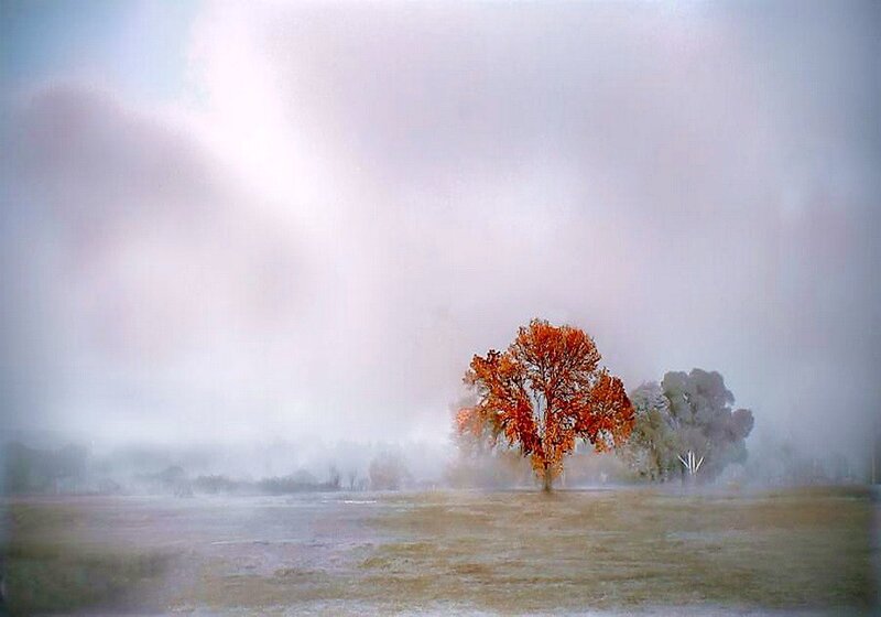 Solitary Tree in Fog — Orange