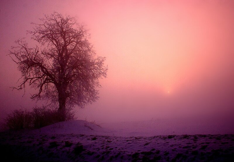 Solitary Tree in Fog — Pink, Misty