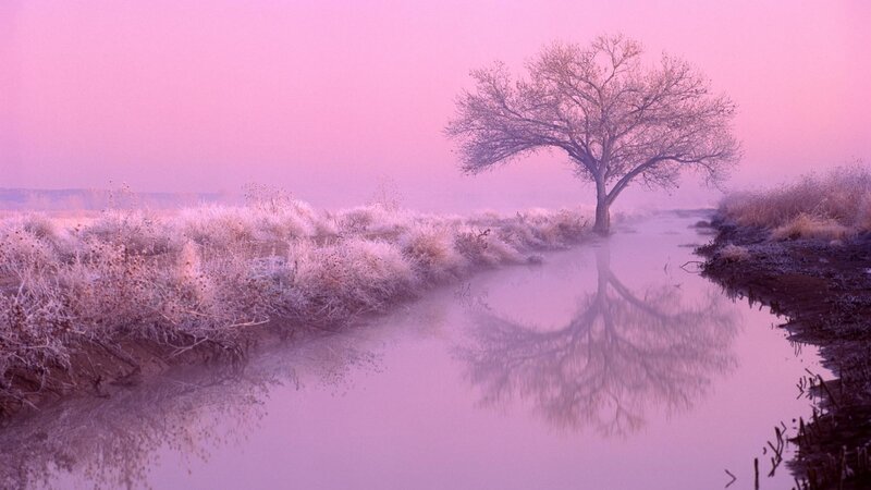 Solitary Tree in Fog — Pink, Serene